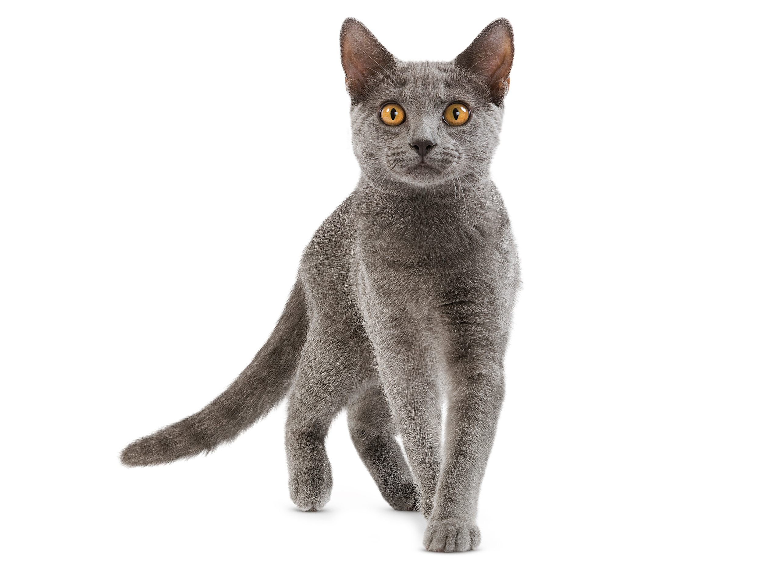 Chartreux cat