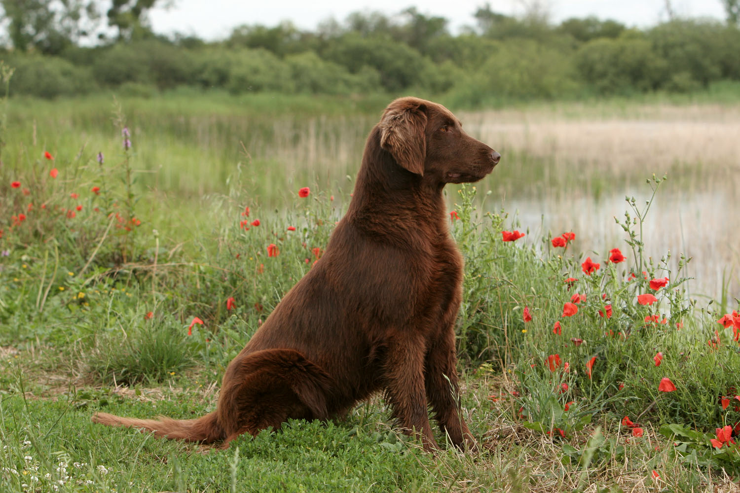 Chocolate Flat Coated Retriever sat on the edge of a pond surrounded by puppies