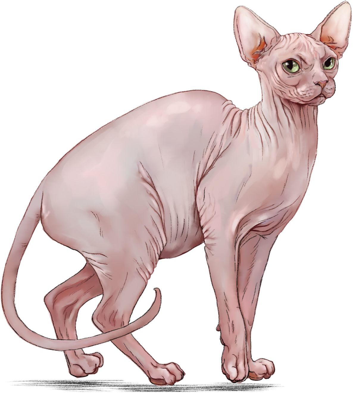 Illustration of standing Sphynx cat