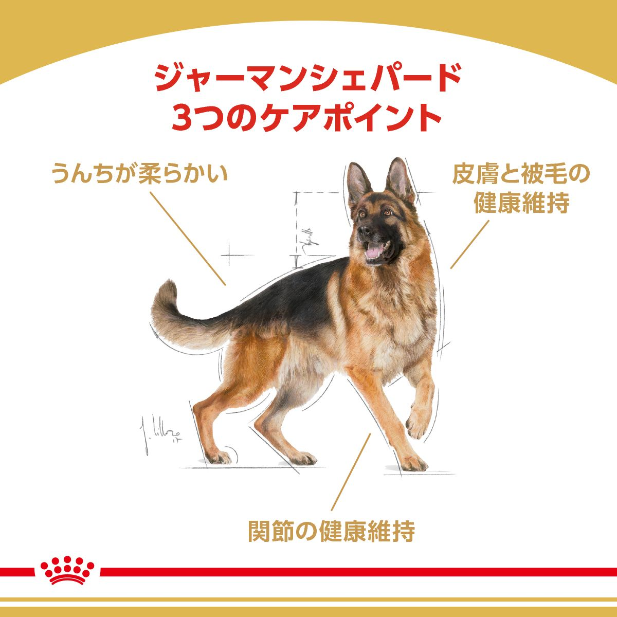 ジャーマンシェパード 成犬～高齢犬用