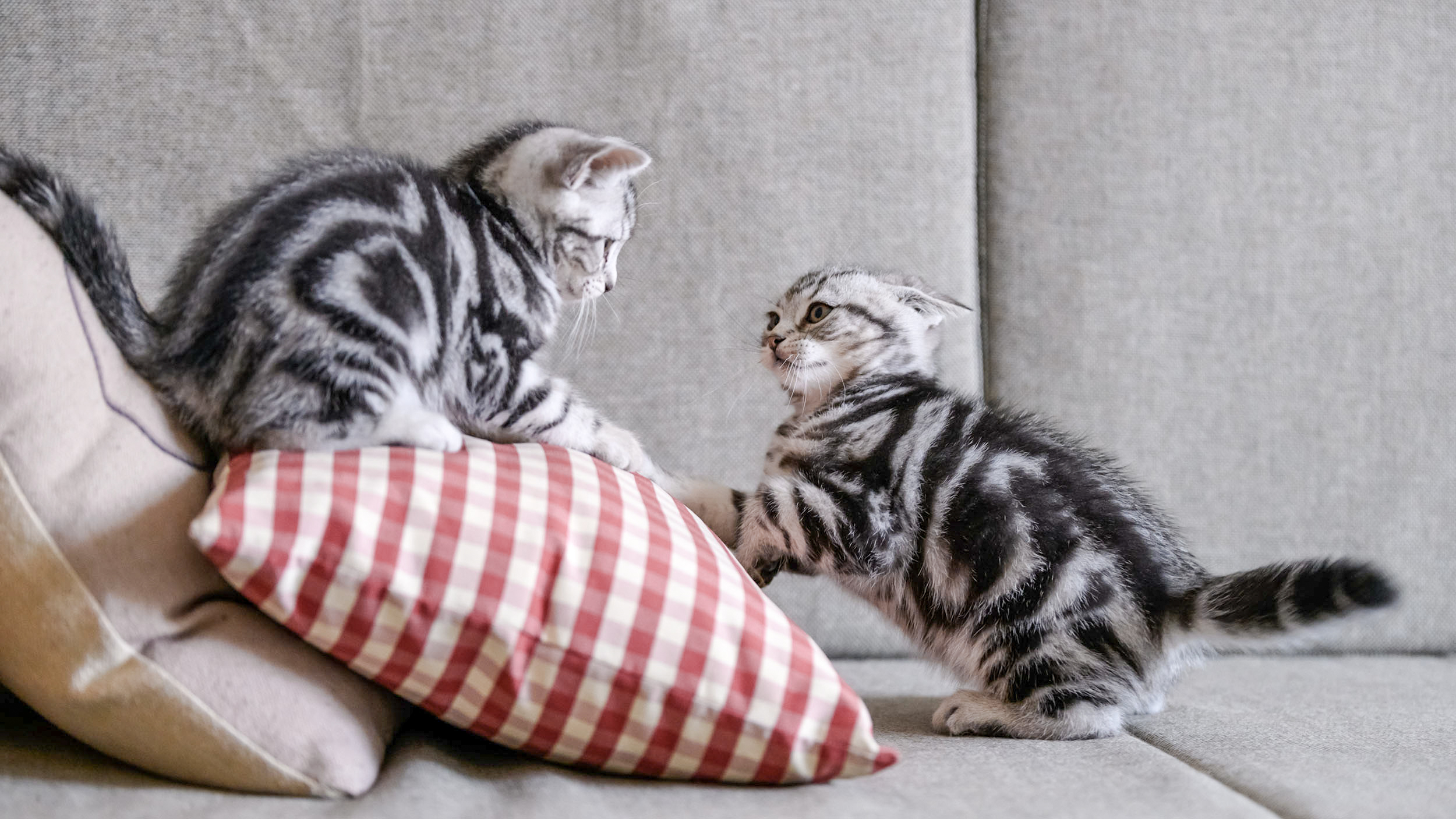 intense growth kitten stage behaviour 3