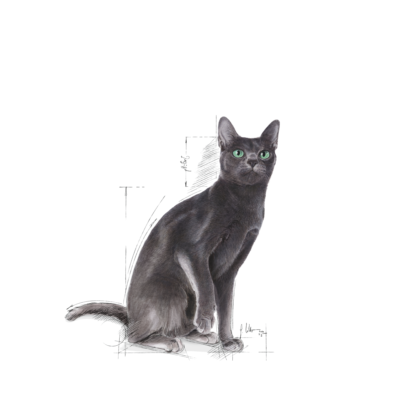 Sterilised 37 – Cat Food | Royal Canin UK