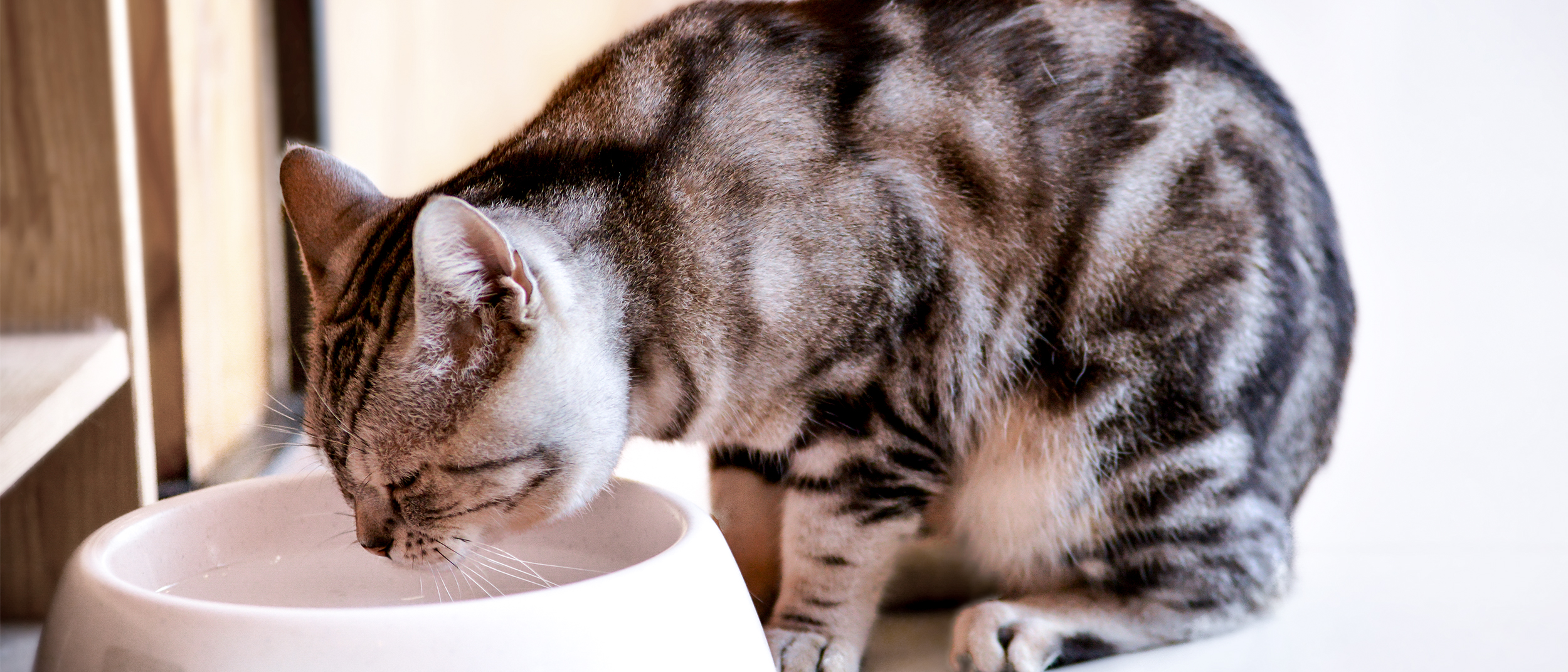 Adult cat sitting down drinking from a white bowl.