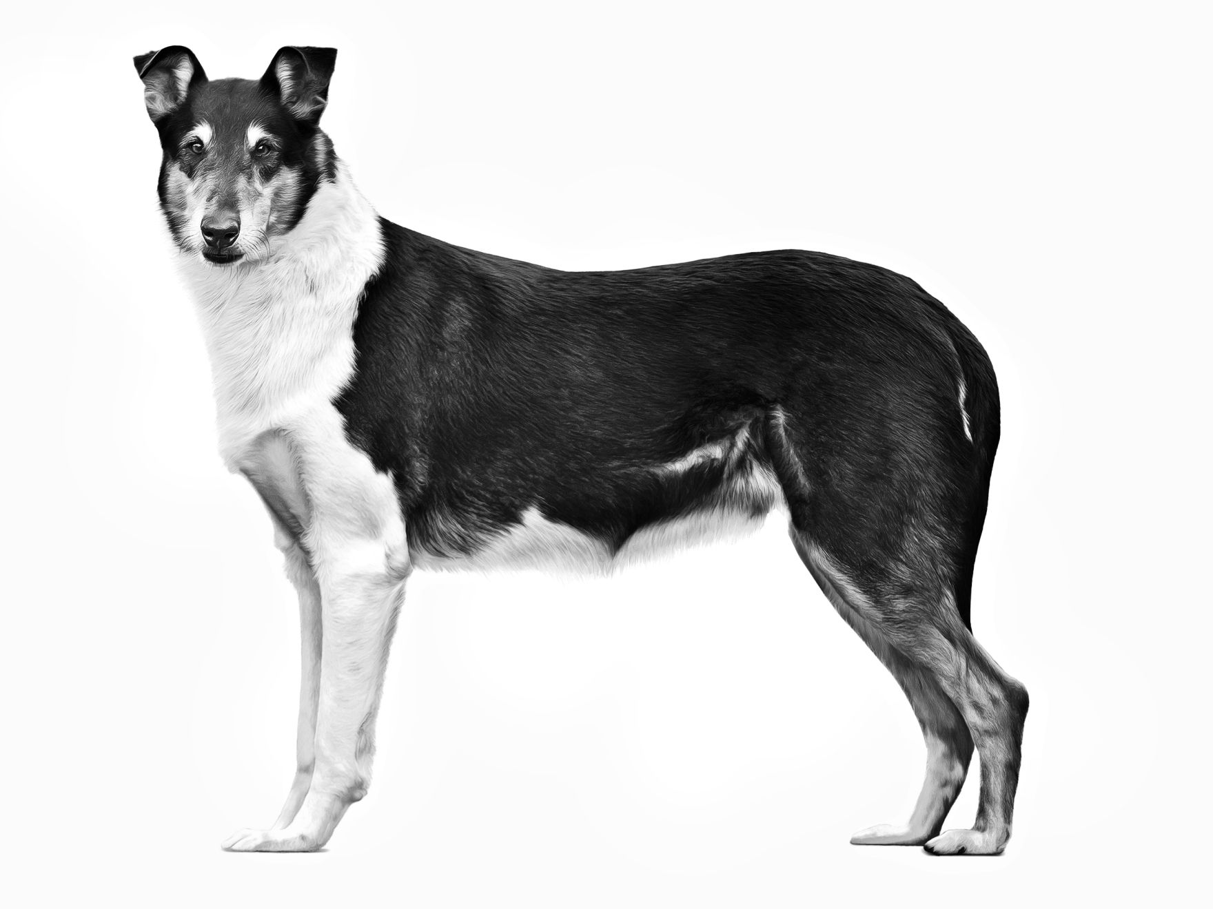 black and white Smooth Collie adult standing