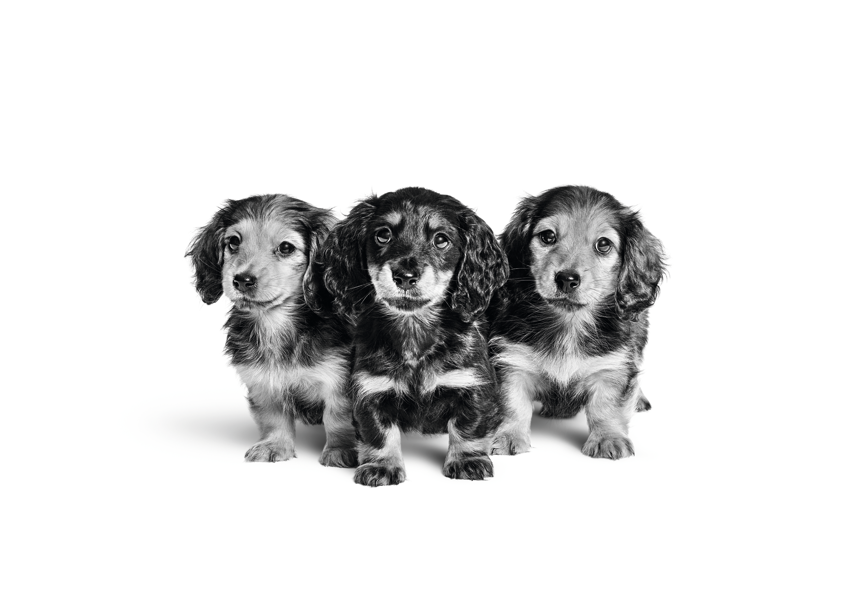 Dachshund puppies in black and white