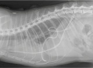 Radiographie thoracique latérale d’un chat présentant un épanchement pleural bilatéral