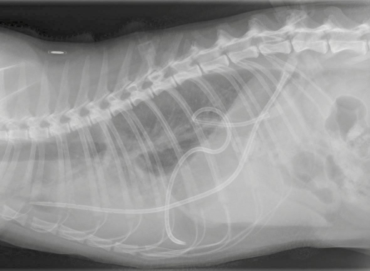A lateral thoracic radiograph of a cat with bilateral pleural effusion