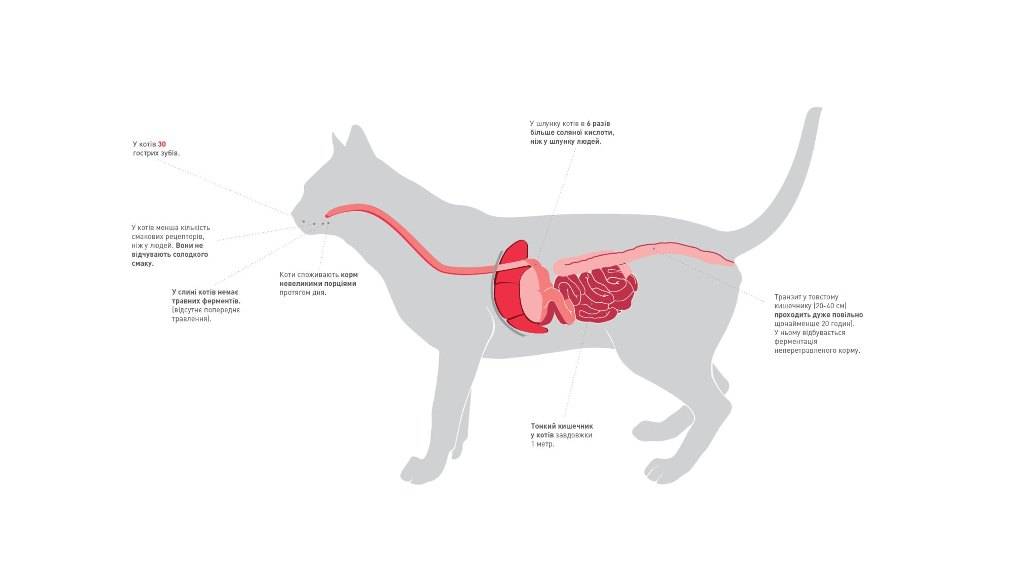 kitten-microbiota