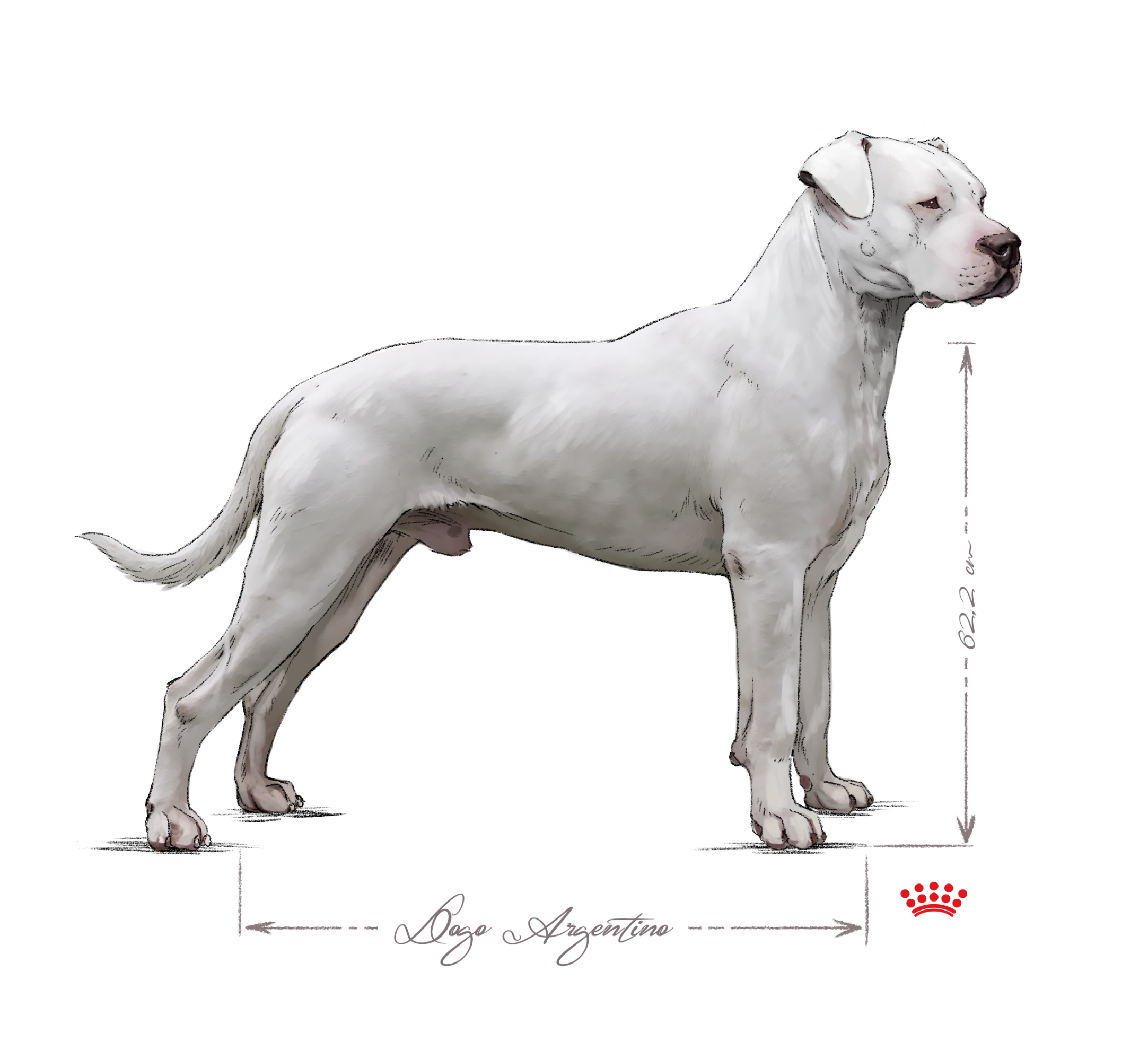 Een volwassen dogo argentino in zwart-wit