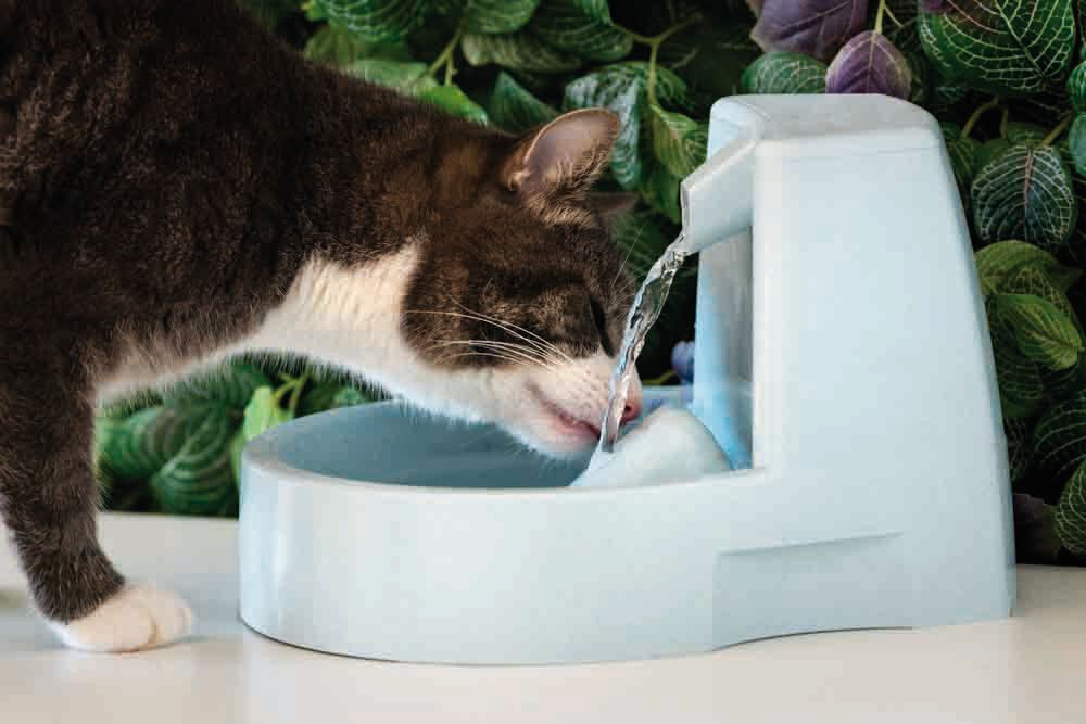 A drinking fountain can be one way to encourage a cat to increase its water intake in a stress-free way