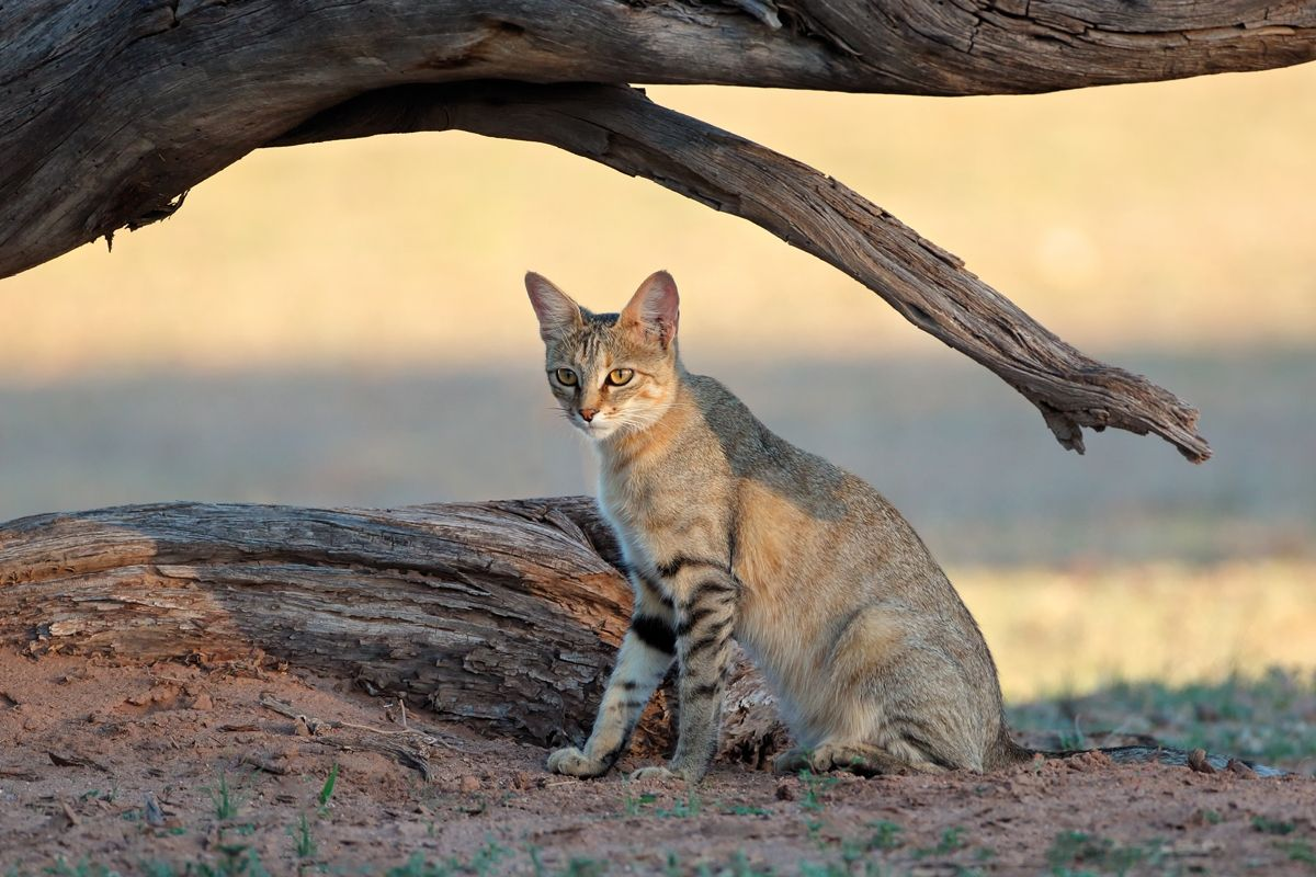 It has been suggested that the African wildcat (Felis silvestris lybica) has passed on its ability to survive near-drought conditions to today's domestic cat.