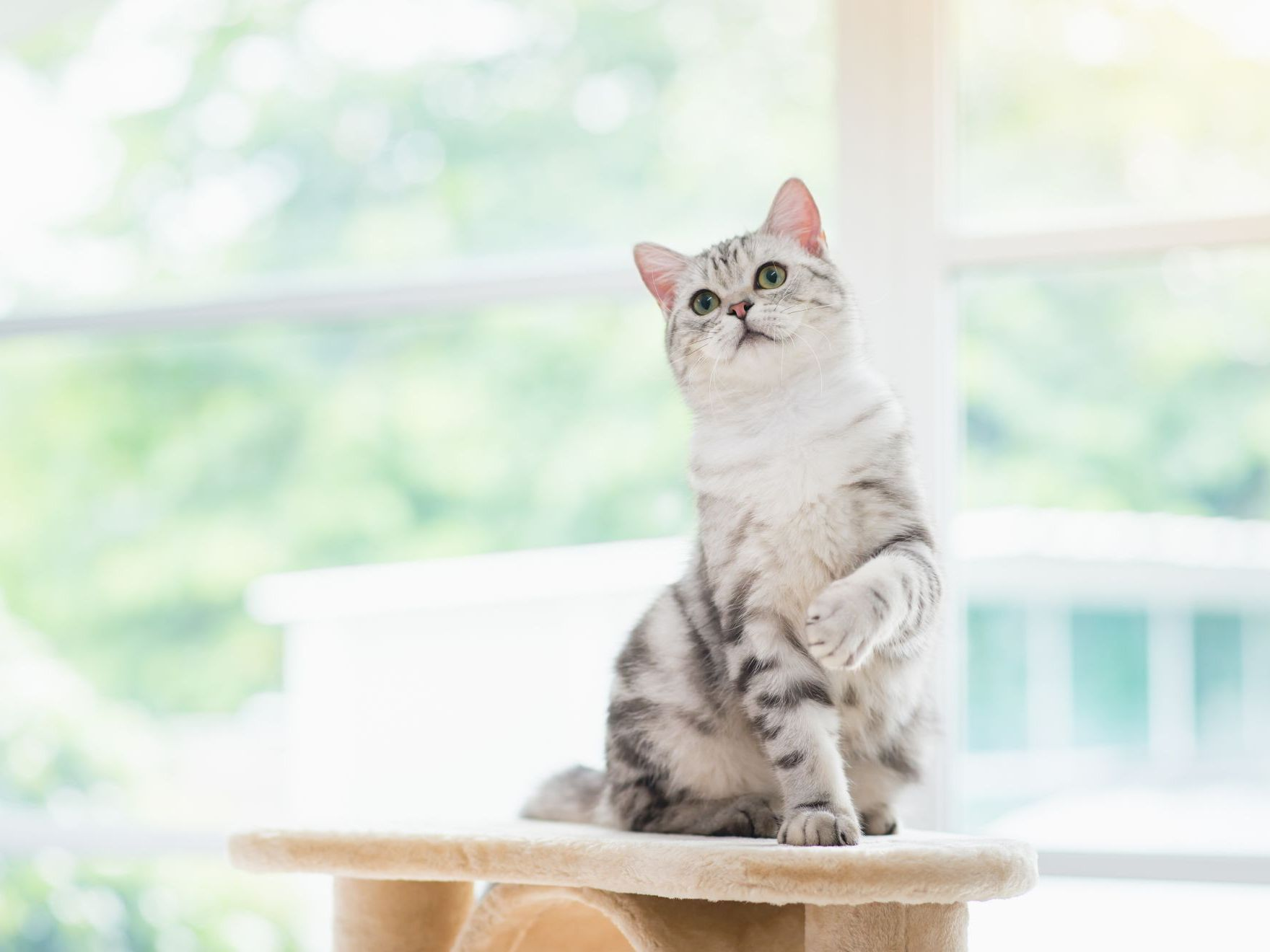 American Shorthair așezată pe ansamblu de joacă