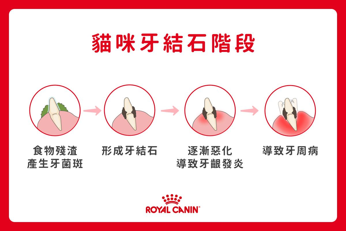 貓咪牙結石階段：牙菌斑→牙結石→牙齦炎→牙周病