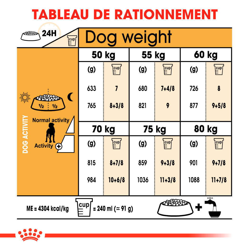 Great Dane Adult