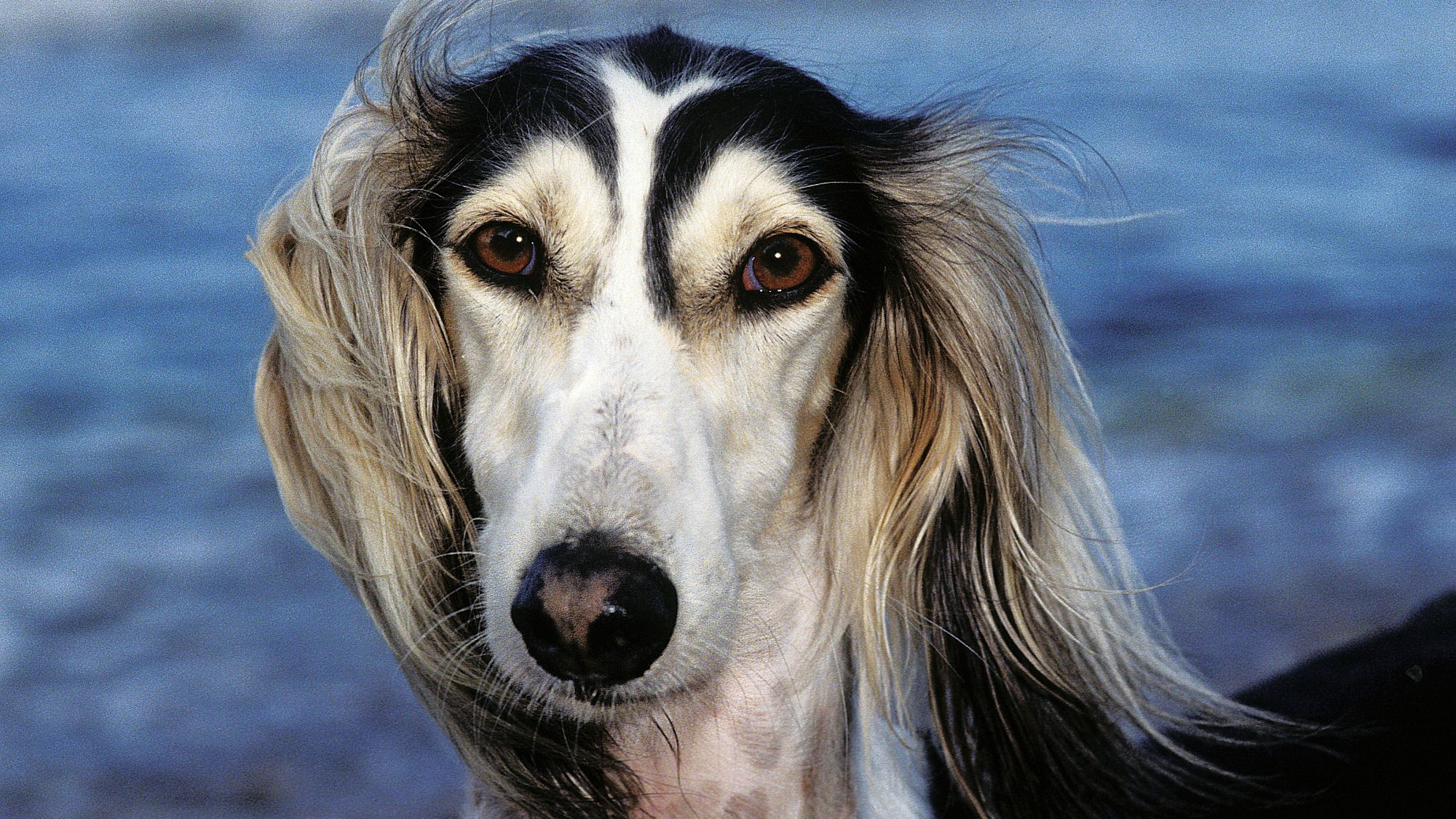 Close-up of Saluki looking at camera