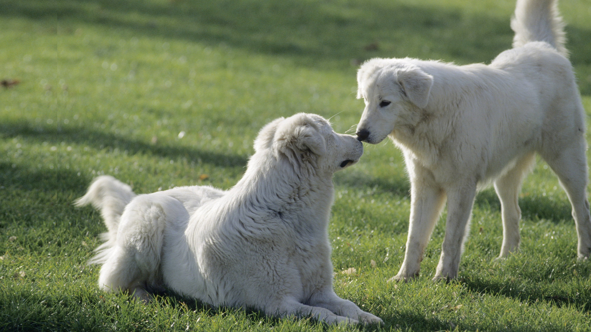 Two Maremmano-Abruzzese Sheepdogs touching noses on grassy field