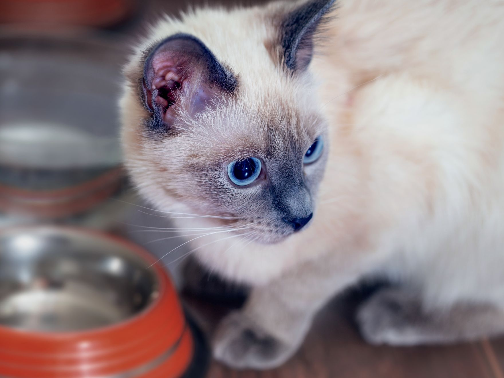 Siamese kitten sat next to a feeding bowl indoors