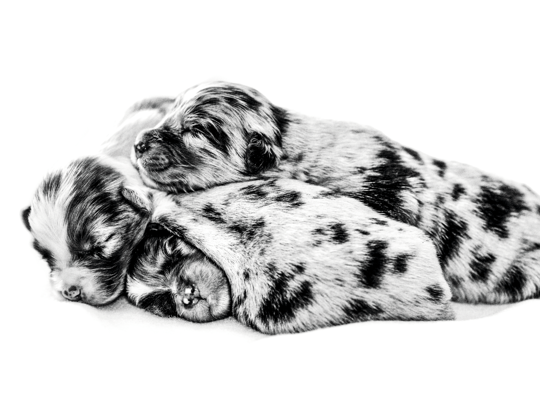 Three spotted Australian Shepherd puppies asleep on one another