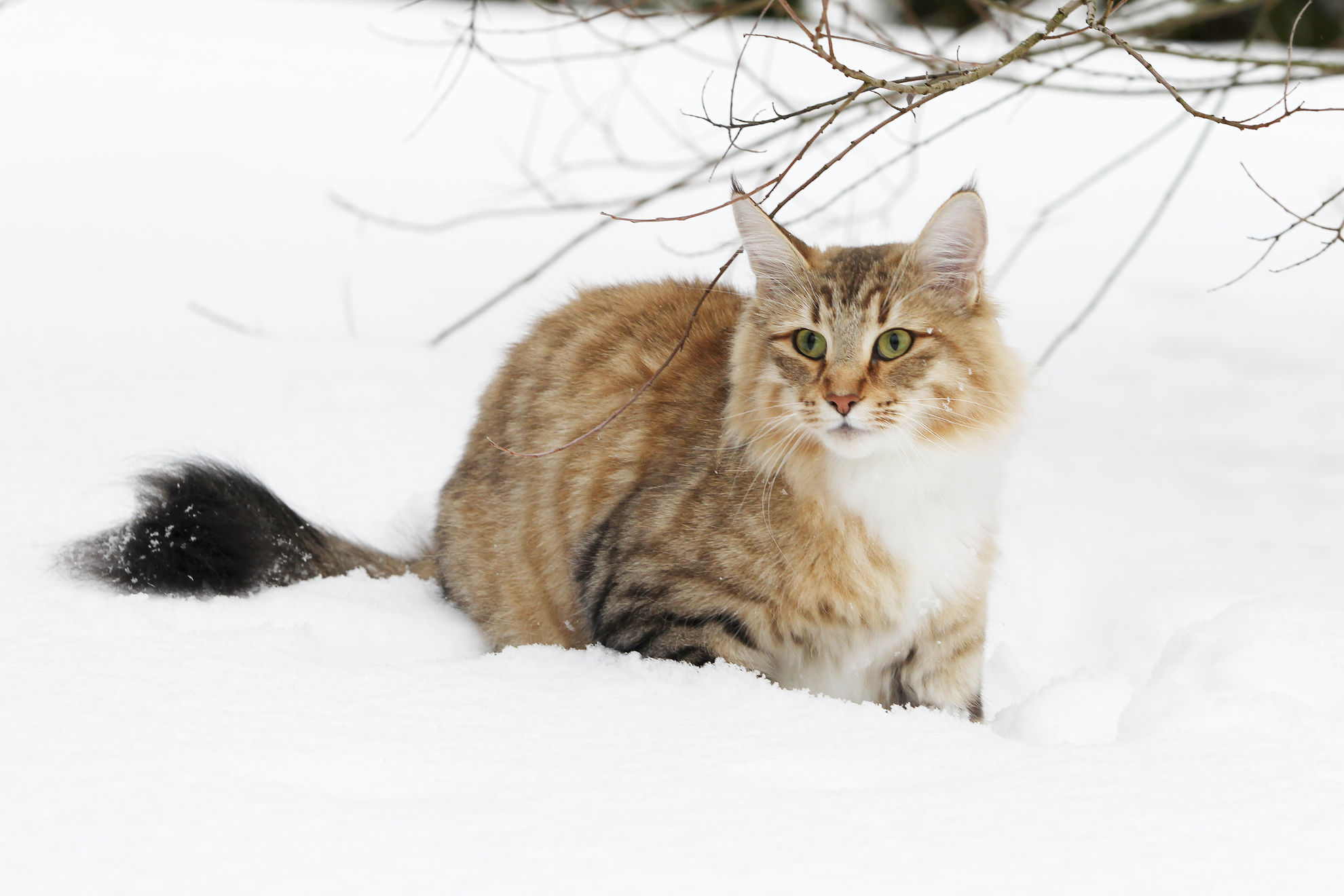 Укус кошки