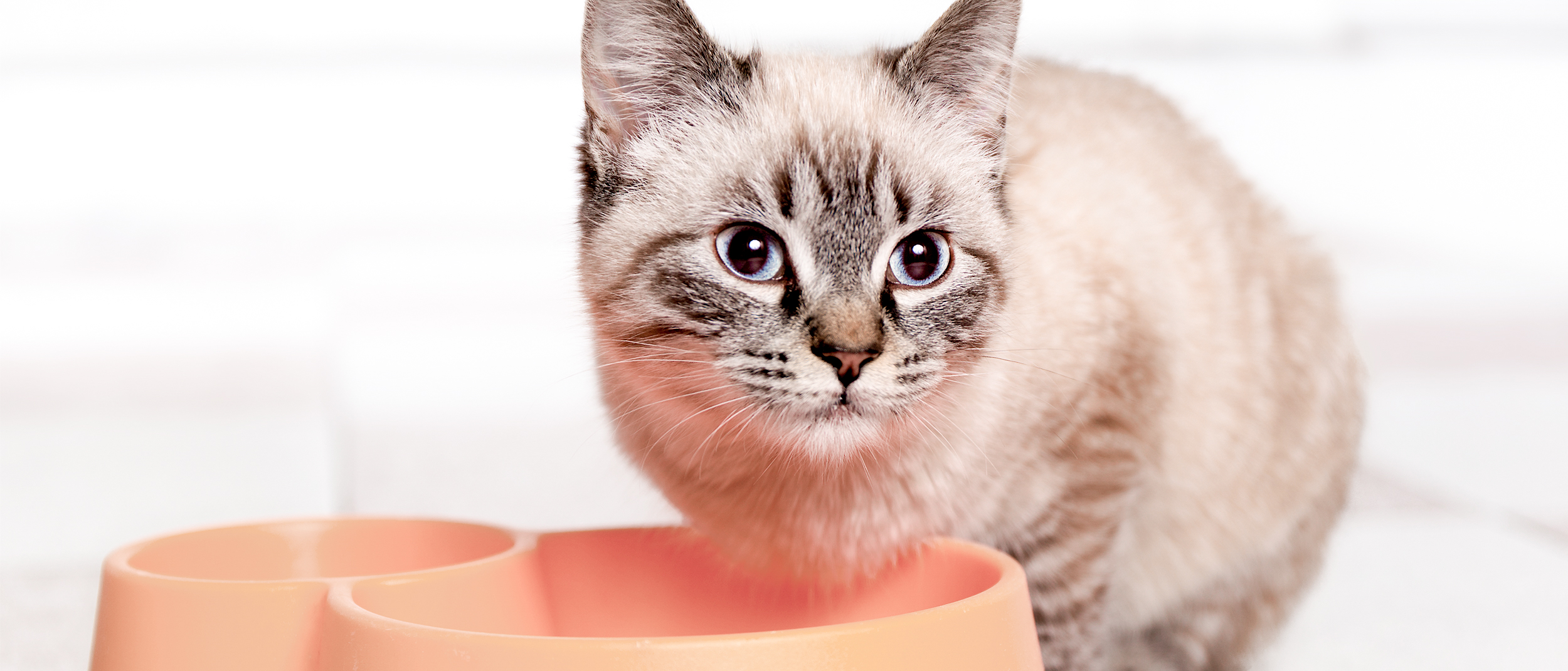 Kitten cat sitting indoors by an orange food bowl.