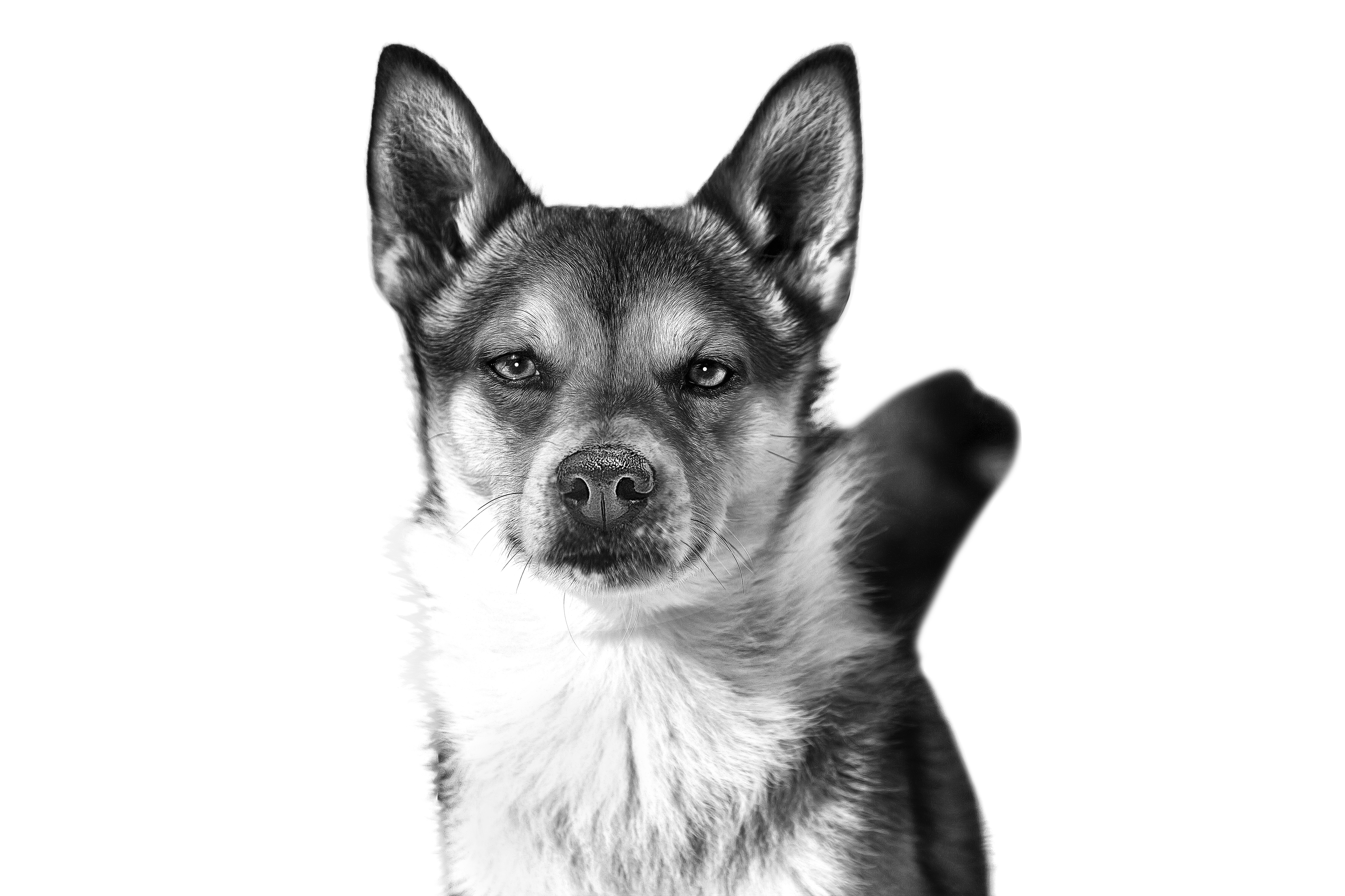 Norwegian Lundehund adult black and white