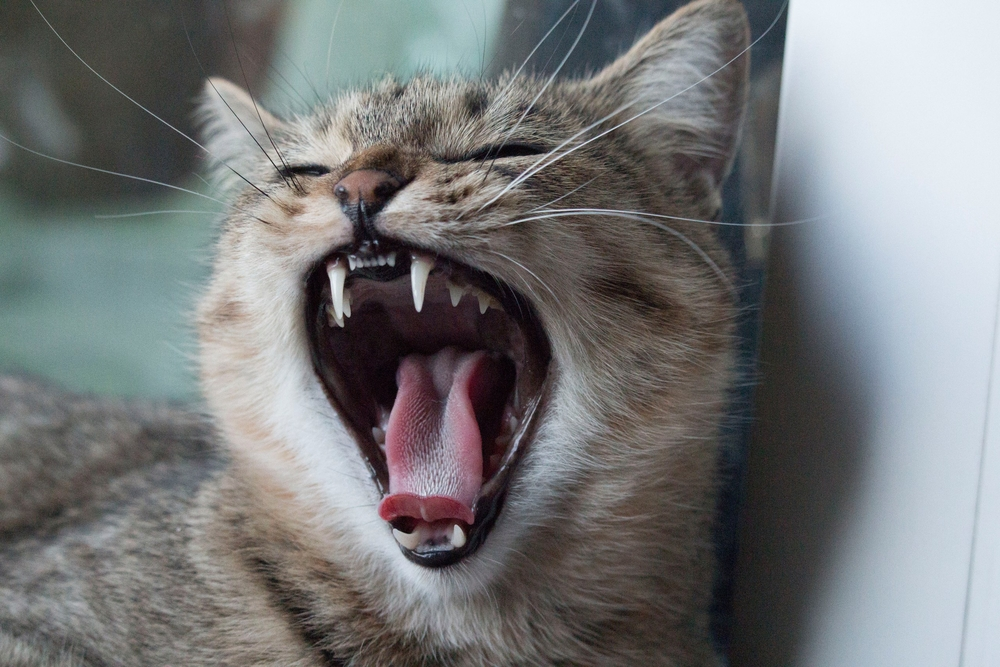 Eine Katze gähnt und zeigt dabei ihre Zähne.