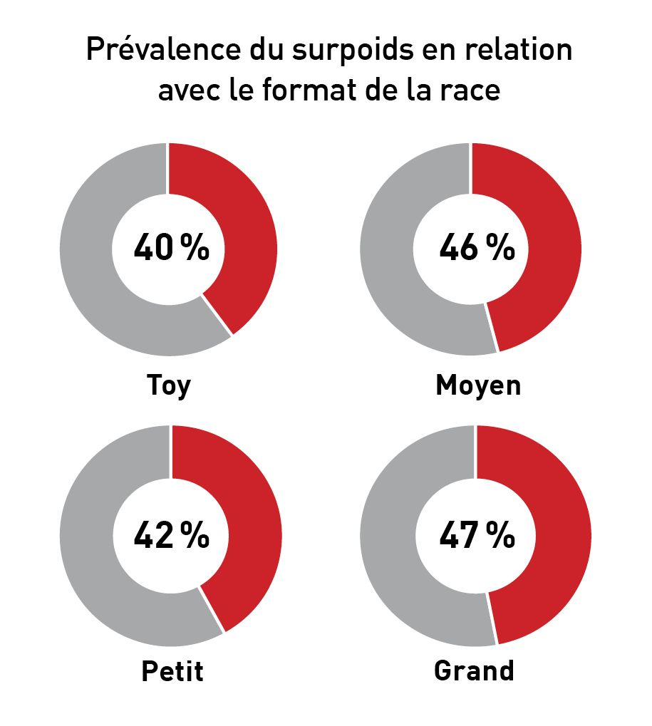 Prévalence du surpoids chez différentes races de chiens, observée au Banfield Pet Hospital