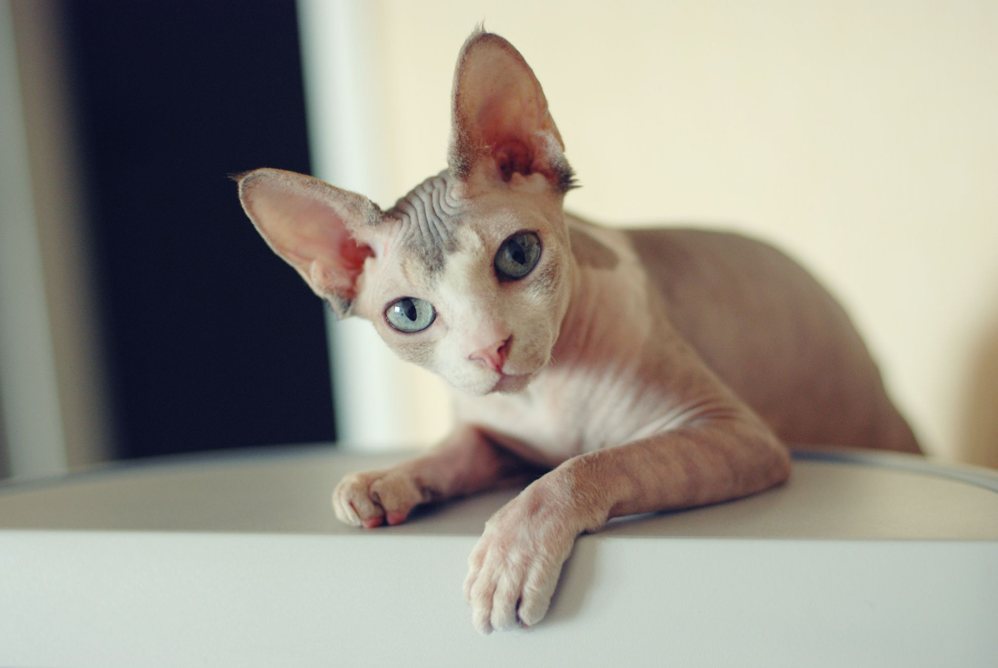 Sphynx cat leaning against a podium 