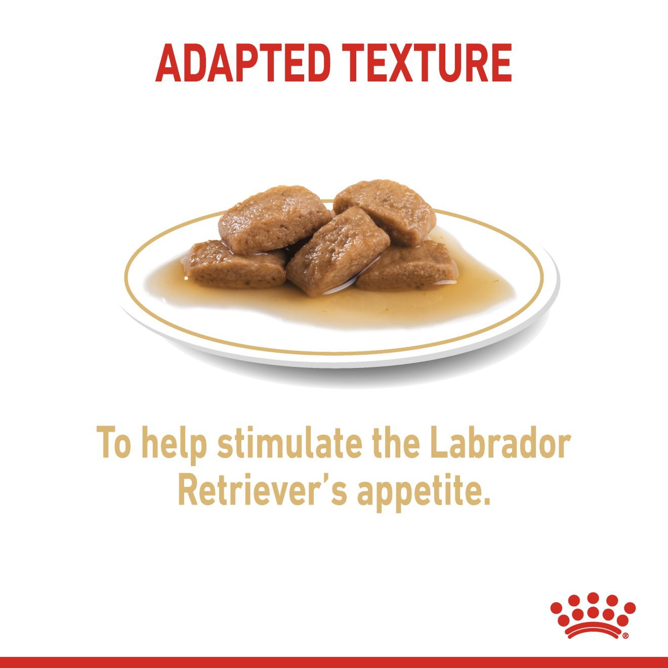 Labrador Retriever Chunks In Gravy