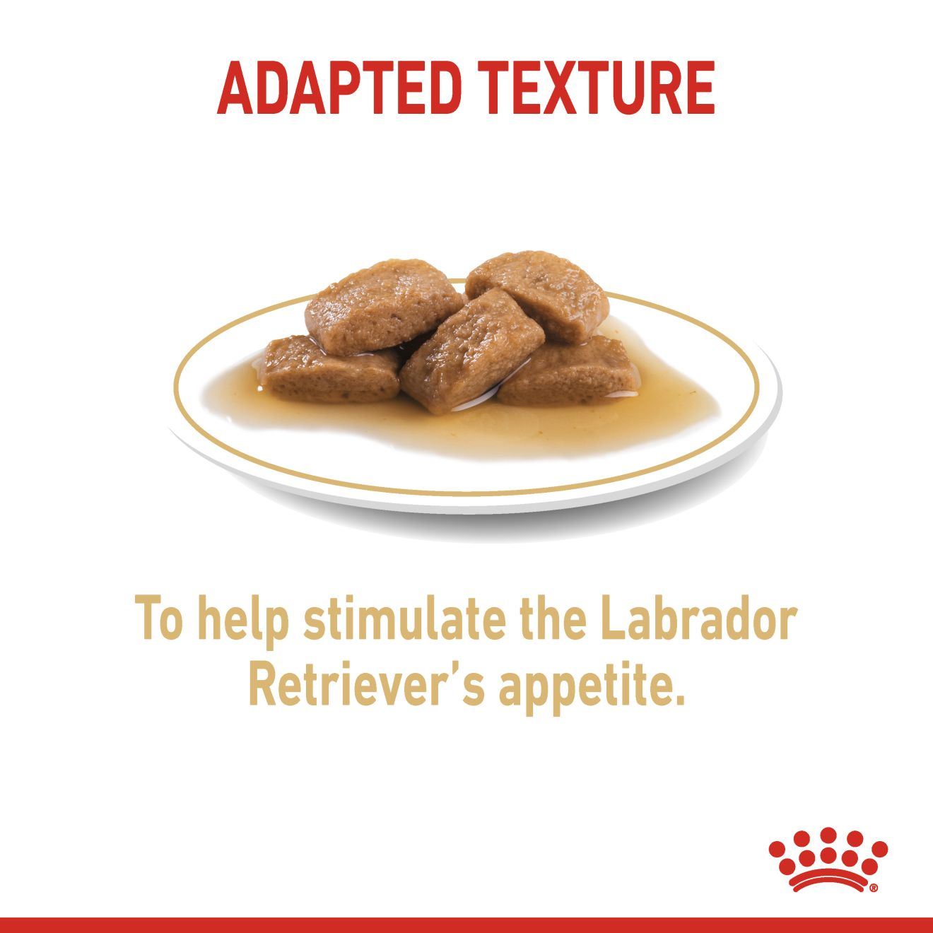 Labrador Retriever Wet