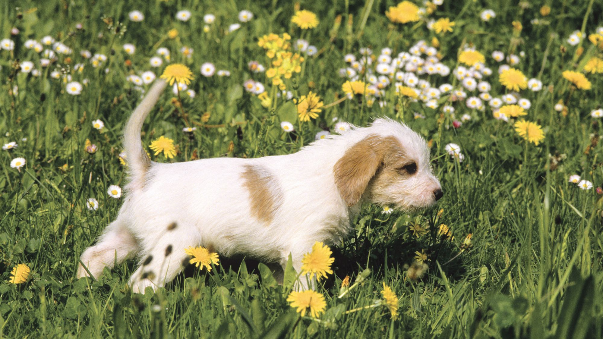 Briquet Griffon Vendeen puppy walking on grass and flowers