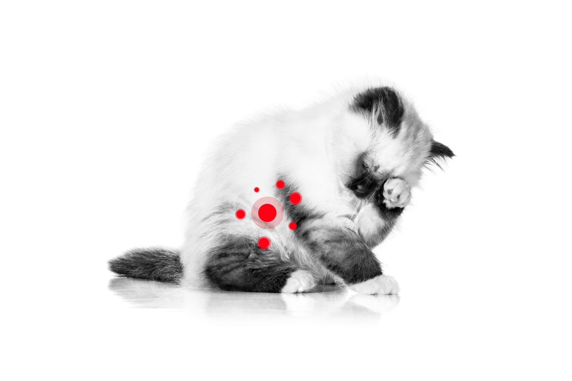 Heilig Birmaan kitten zitten