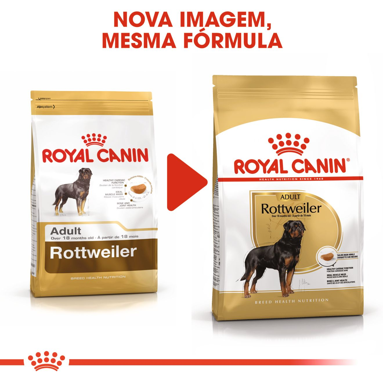 Rottweiler Adult