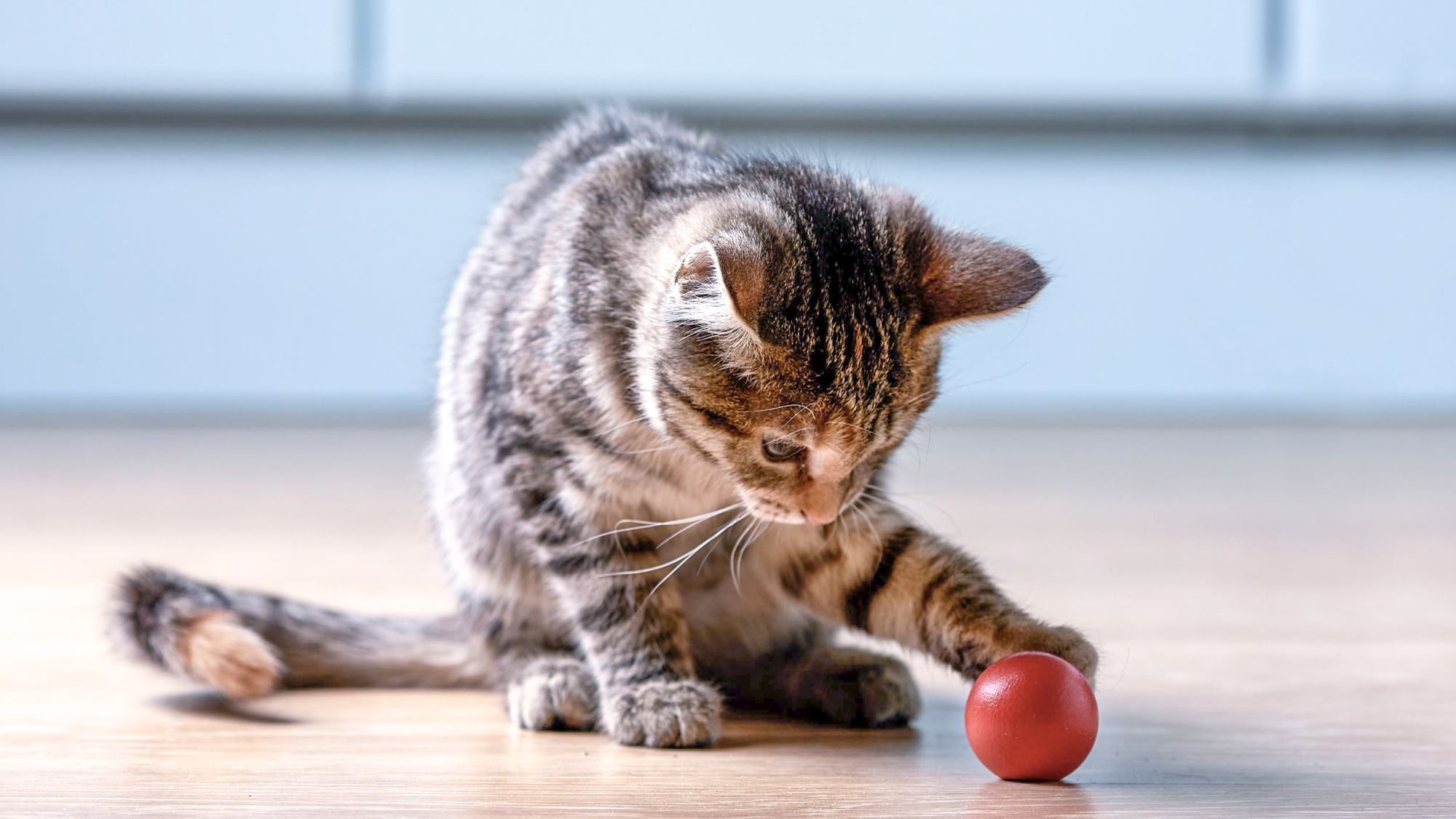 Ein Kätzchen sitzt in einem Innenraum auf einem Holzboden und spielt mit einem roten Ball