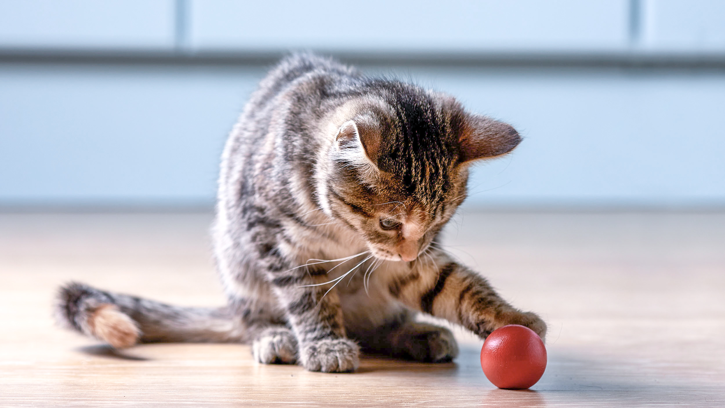 Yavru kedi içeride ahşap bir zeminde oturuyor ve kırmızı bir topla oynuyor