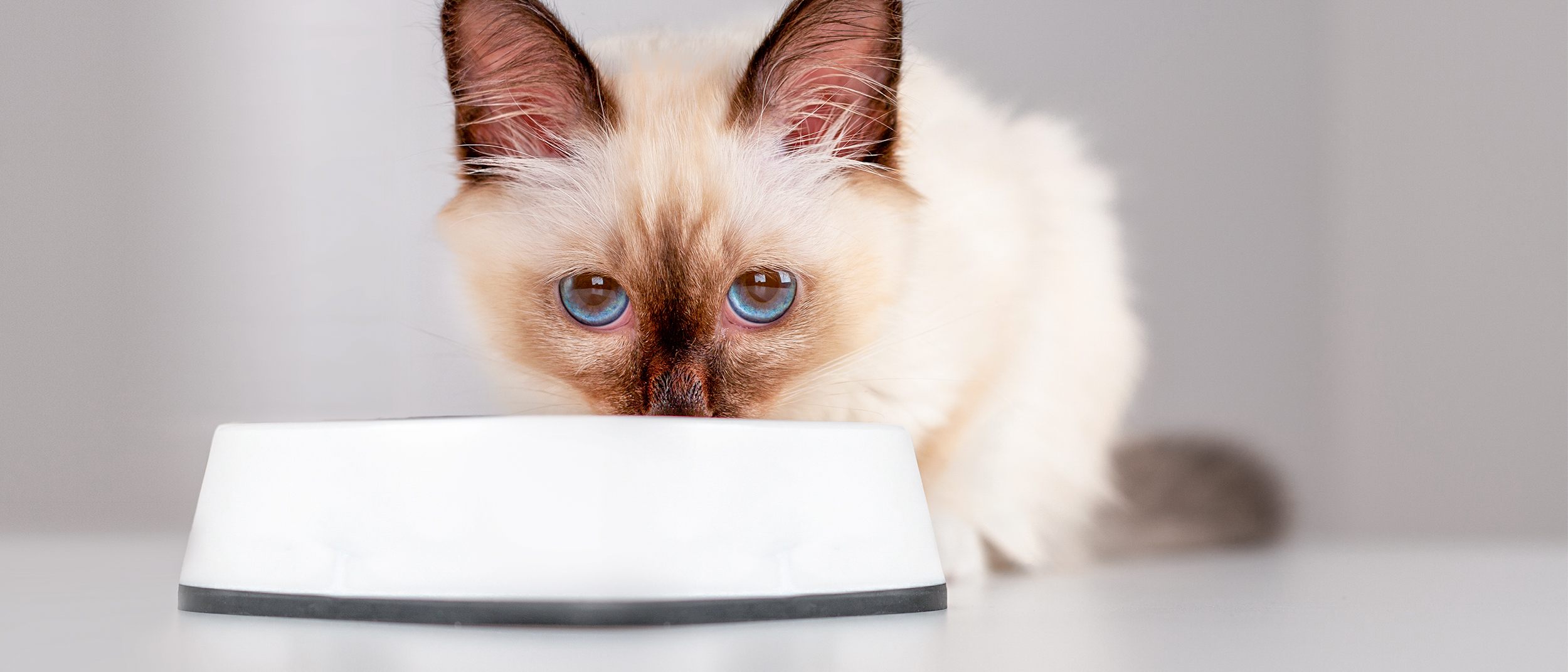 Kitten Sacred Birman sitting indoors eating from a white bowl.