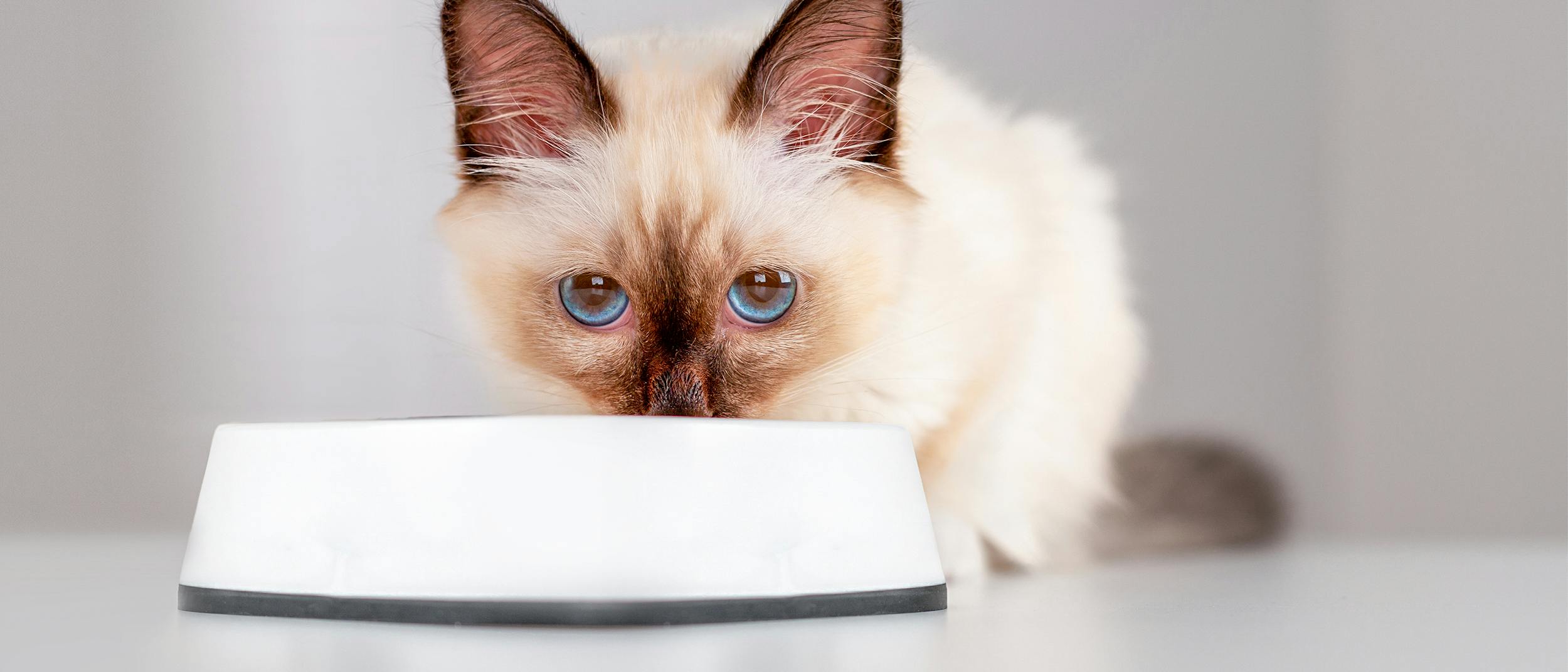 Πόσο μπορεί να μείνει μια γάτα χωρίς φαγητό; Γιατί πρέπει να το γνωρίζετε;