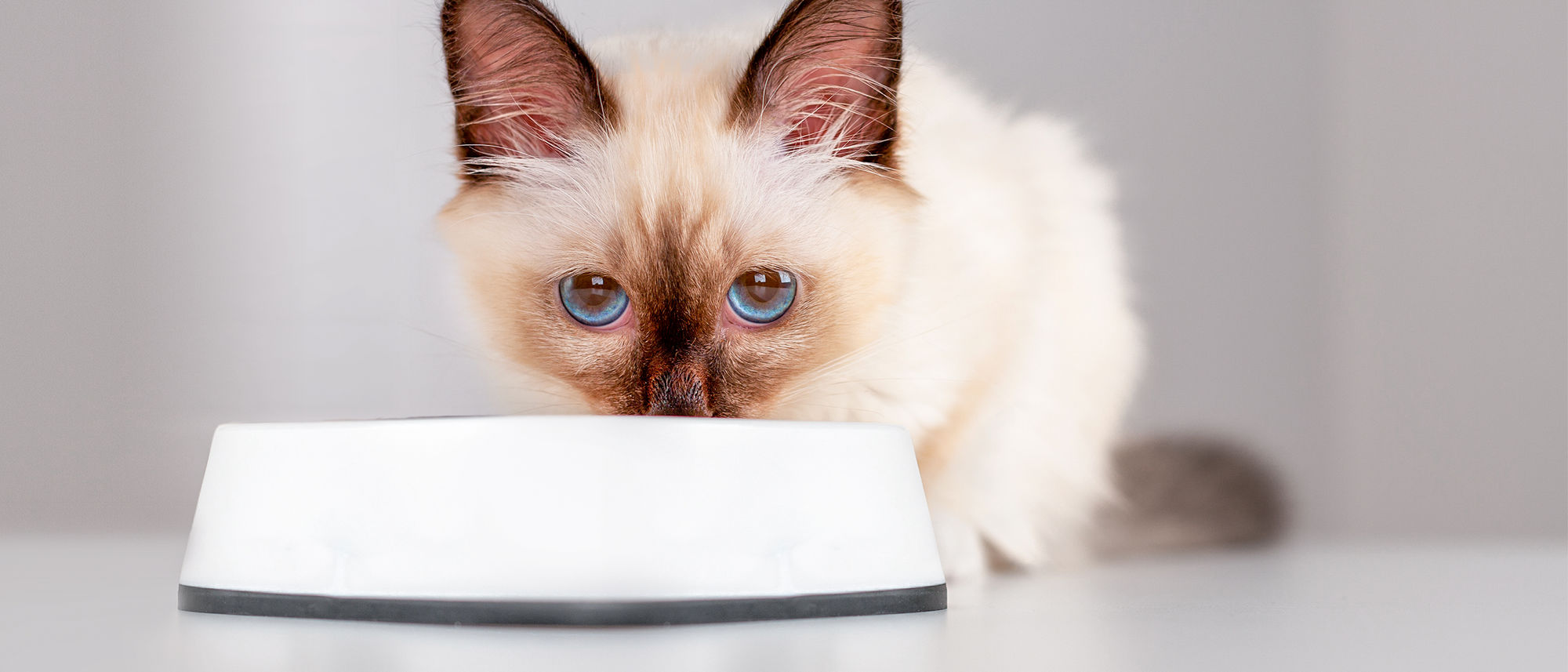 Kitten Sacred Birman sitting indoors eating from a white bowl