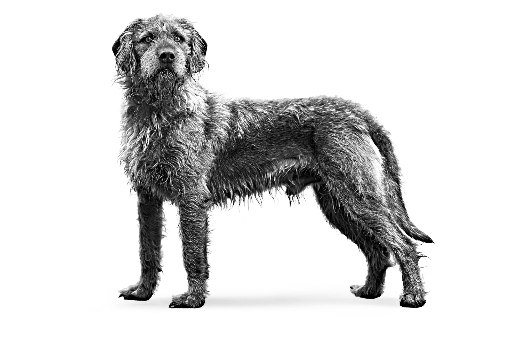 black and white coarse haired styrian hound adult