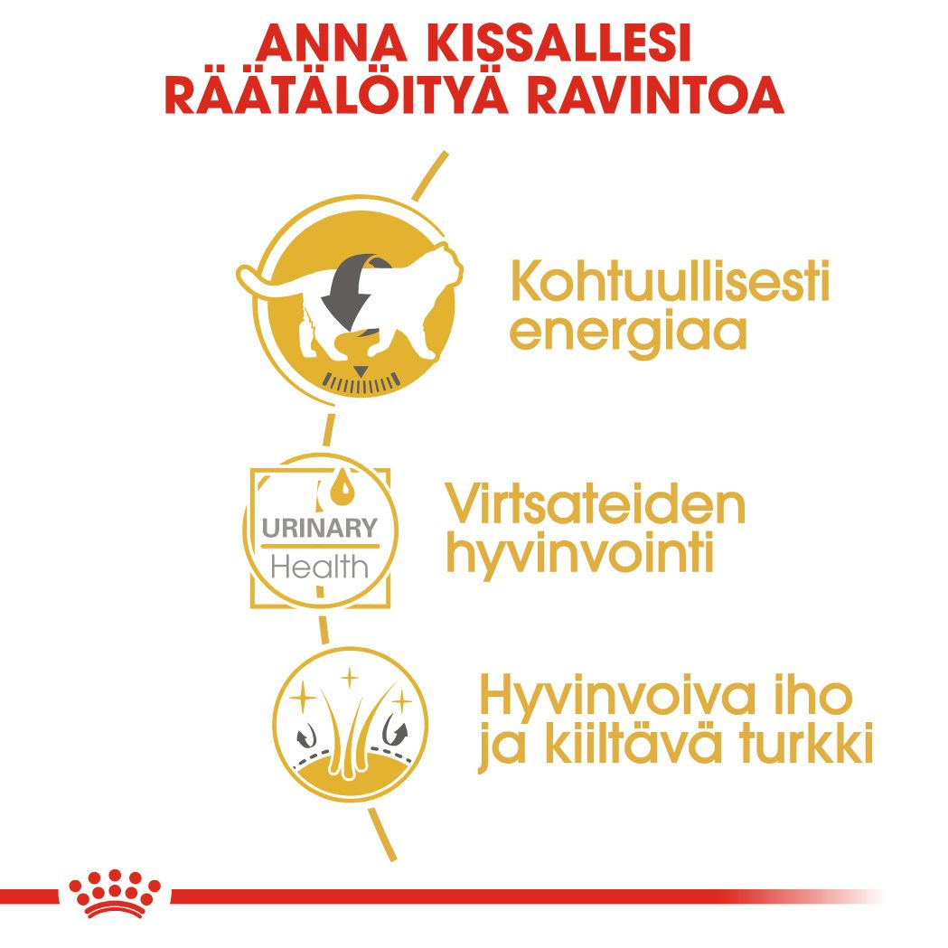 British Shorthair Adult