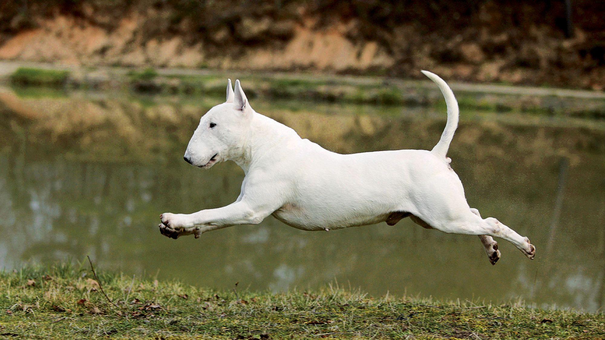 Bull Terrier vastgelegd met camera tijdens een sprong