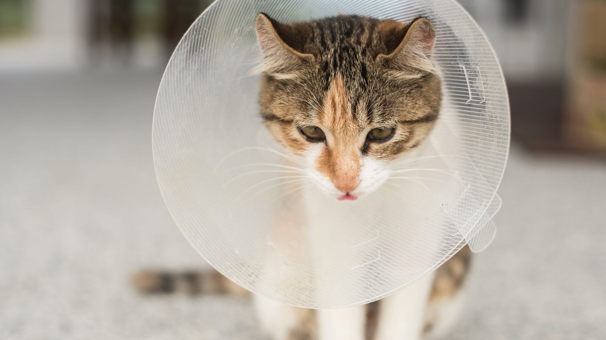 Chat avec un cône assis à l'intérieur