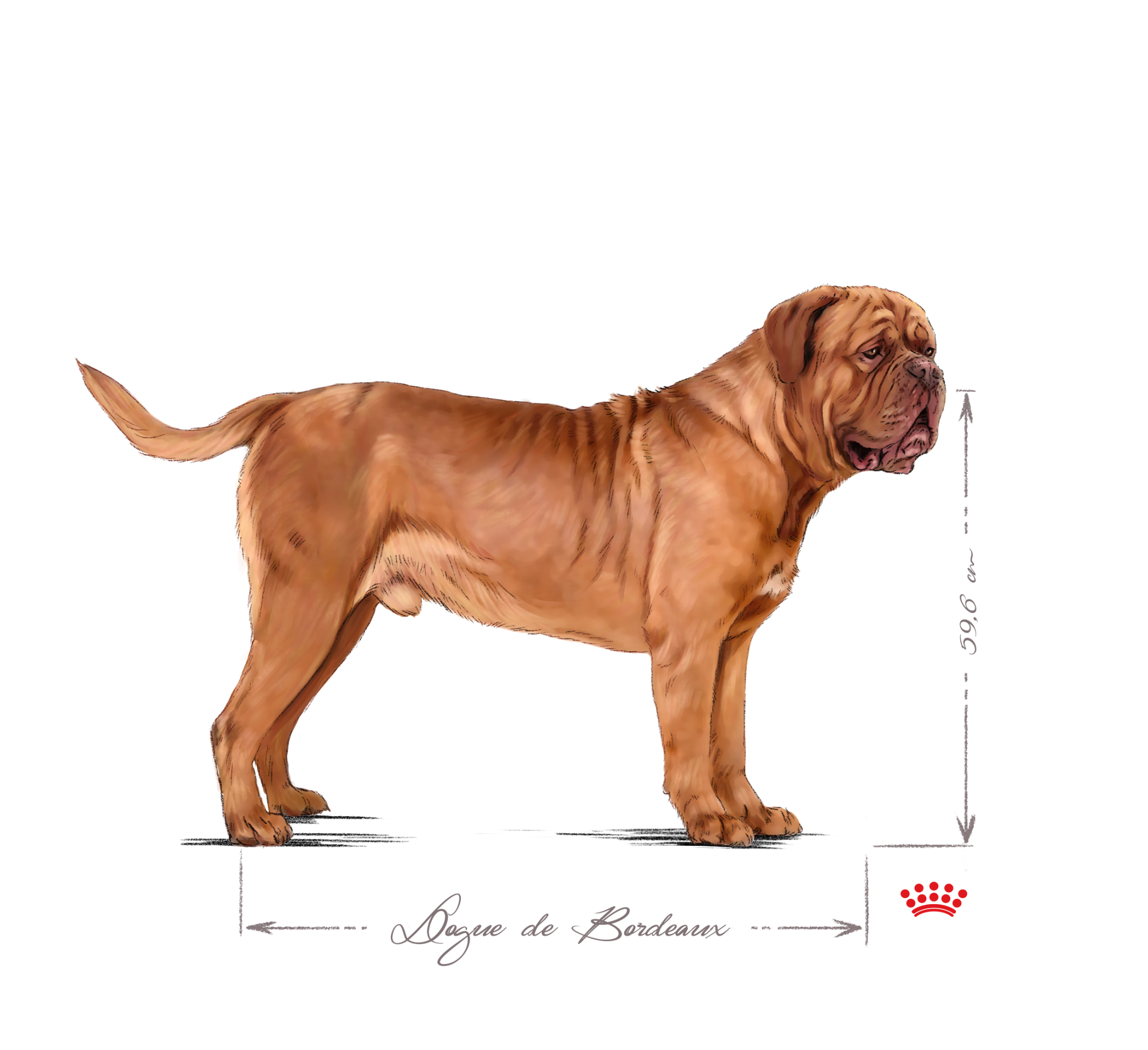 Dogue de Bordeaux noir et blanc