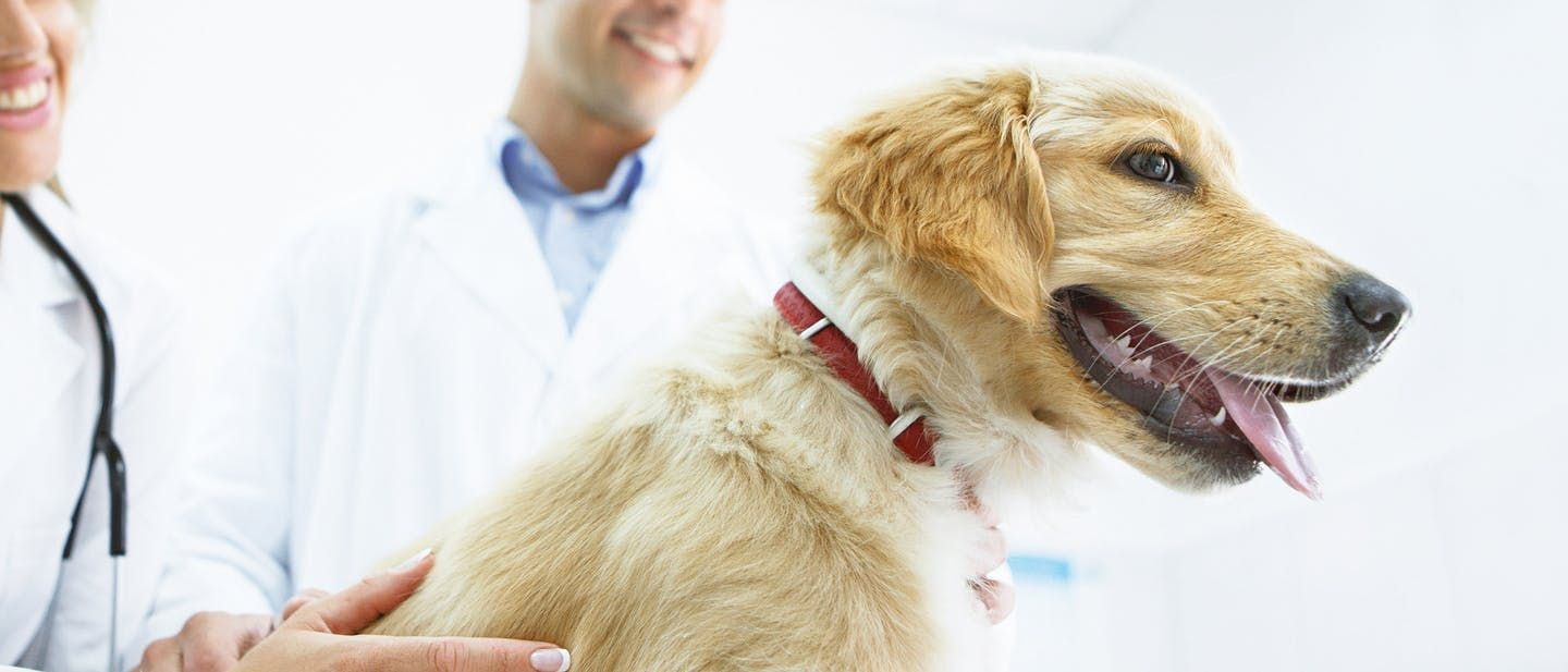 Happy golden retriever being checked by two vets