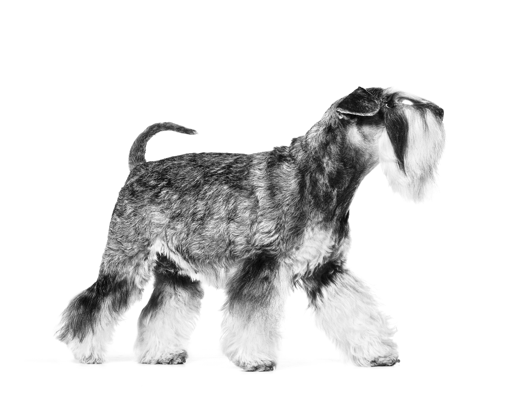Side view of Standard Schnauzer walking in black and white