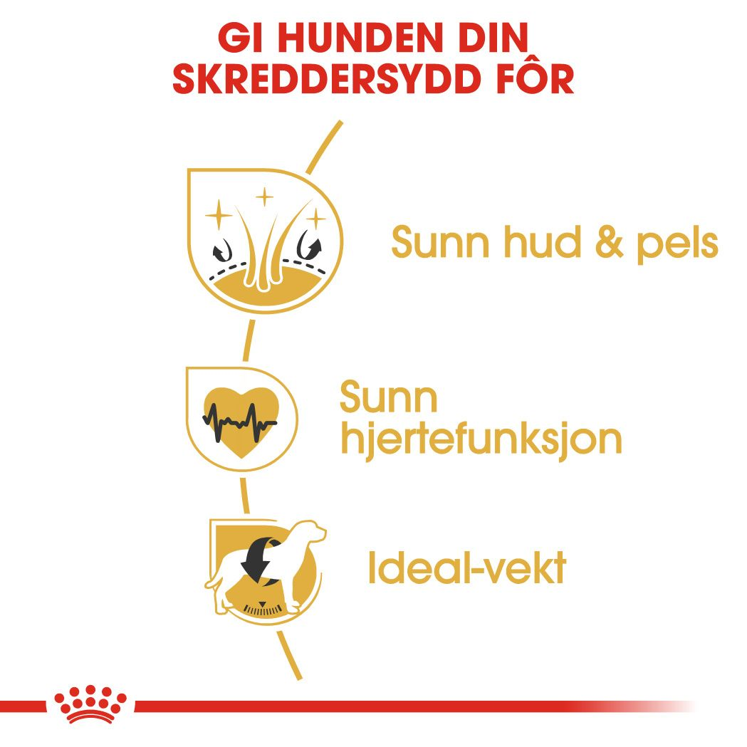 Golden Retriever Adult