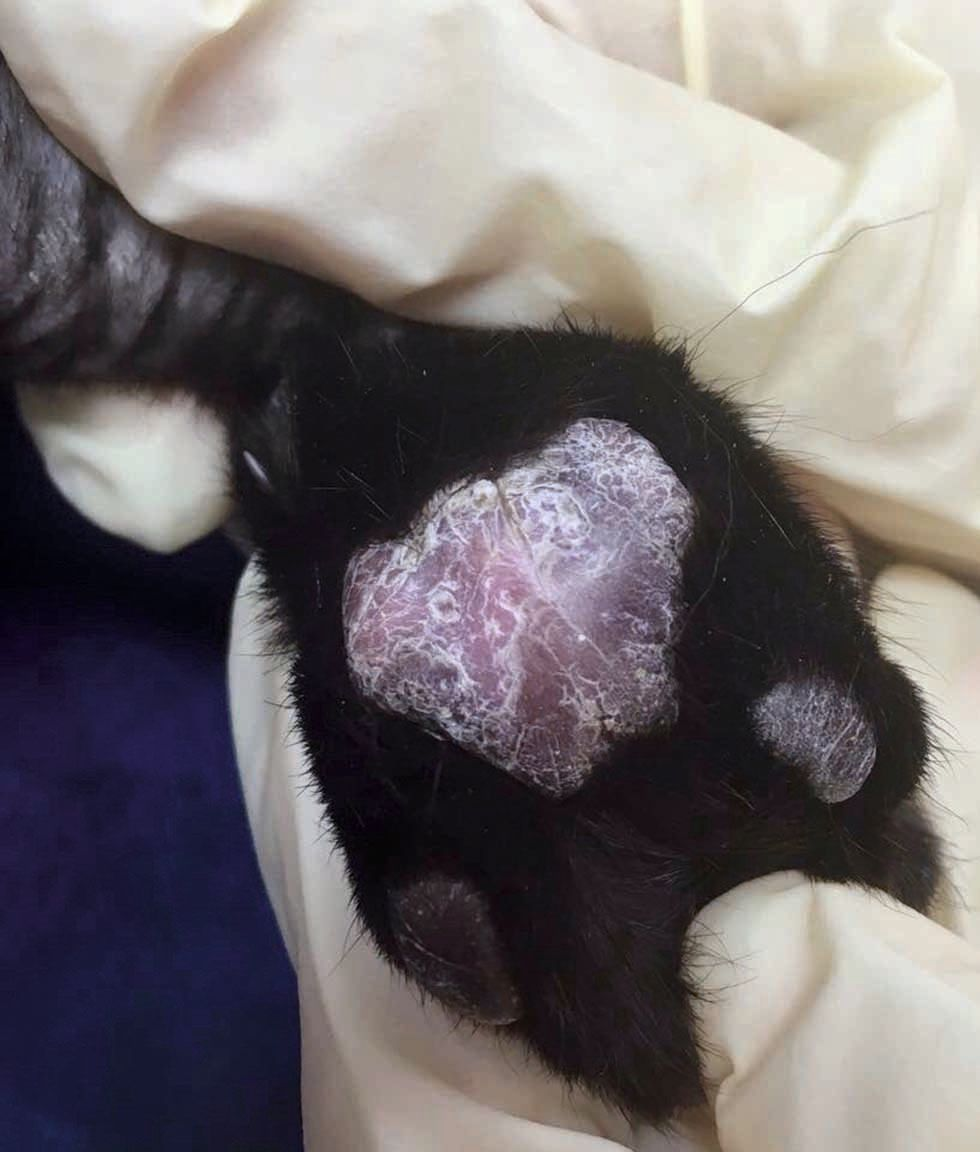  형질세포 지간피부염(PCP)이 있는 고양이의 발바닥 중앙 육구에 나타나는 전형적인 은색 줄무늬(silvery striae) 및 미세 인설(fine scaling)