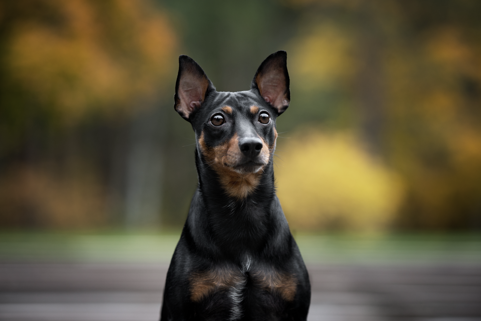 Black German Pinscher sat with a focused look