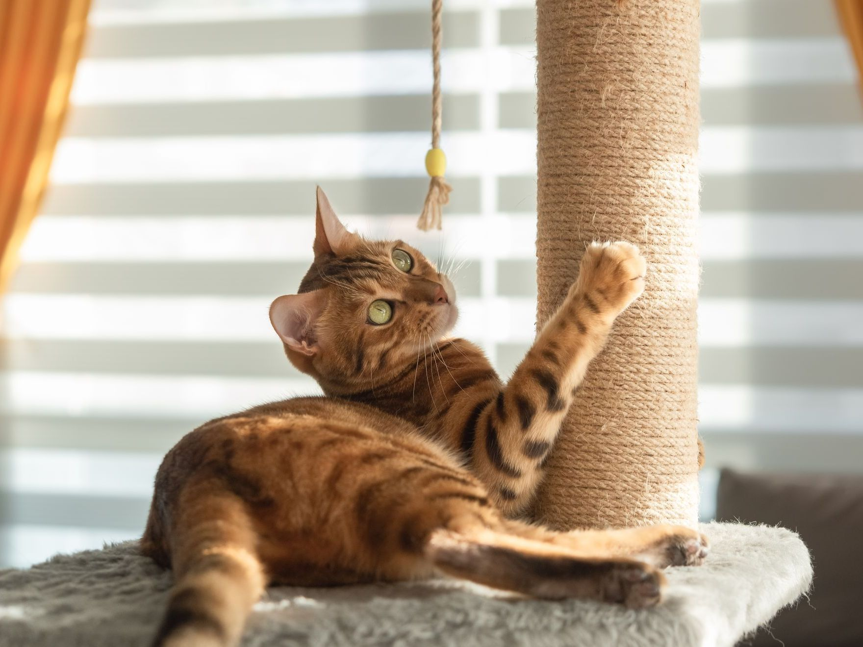 Gato bengalí juega con un rascador en la sala de estar