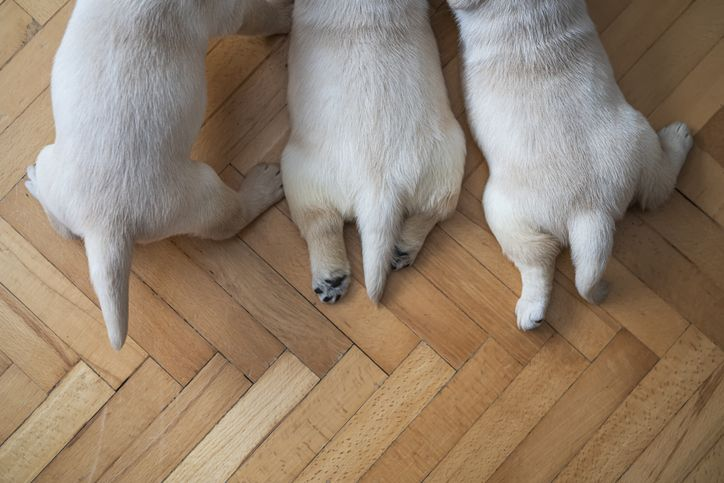 Drie liggende puppies op houten vloer
